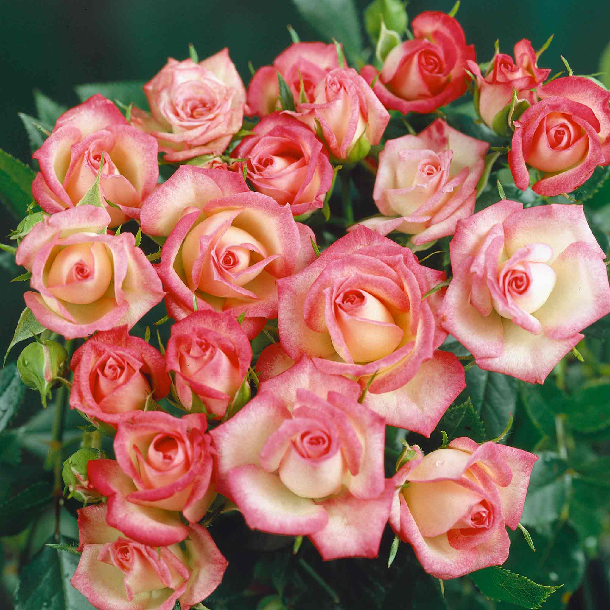 New Rose Plants